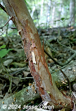 bark